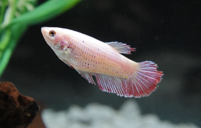 BETTA – FEMALE