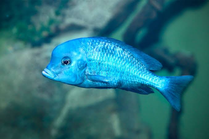 BLUE DOLPHIN CICHLID