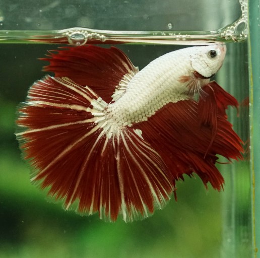 Betta- Red Dragon Halfmoon