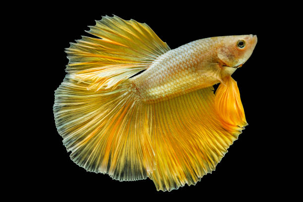 Siamese fighting fish betta splendens (Halfmoon gold dragon betta ) isolated on black background. long fins and tail.  action fish splendens with clipping path.