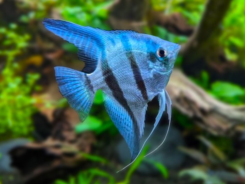 Blue Angelfish