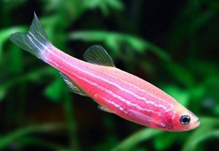 Danio- Pink Zebra