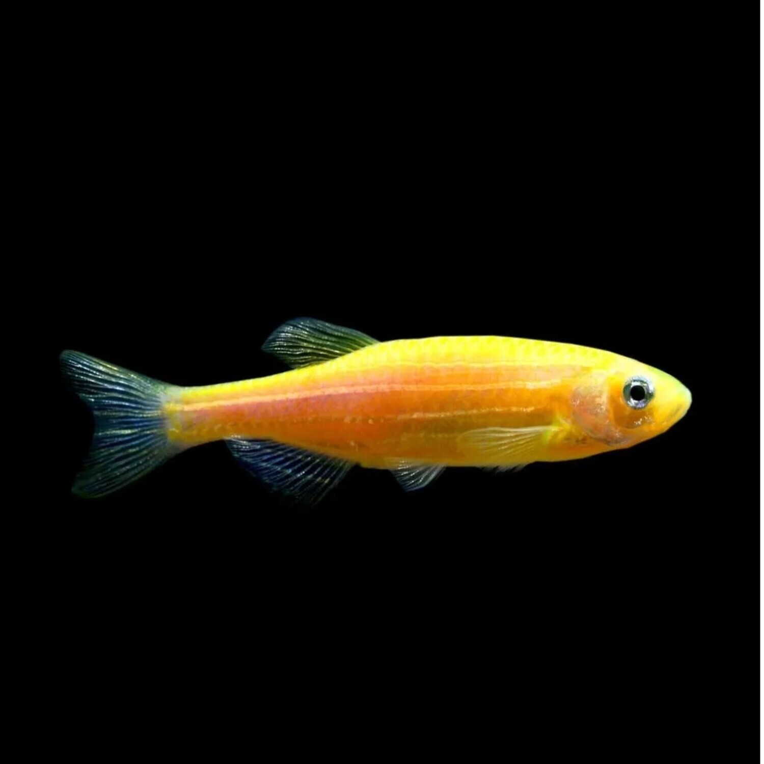 Danio – Yellow Zebra