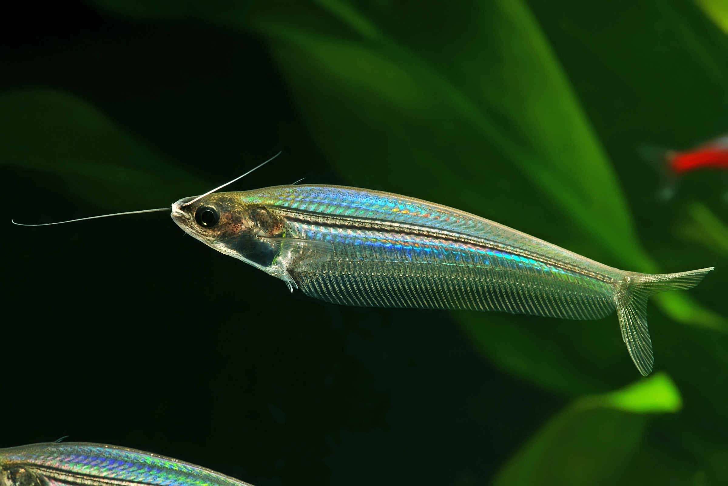 Transparent Glass or Ghost catfish