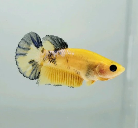 Betta – Helloy boy Yellow Female