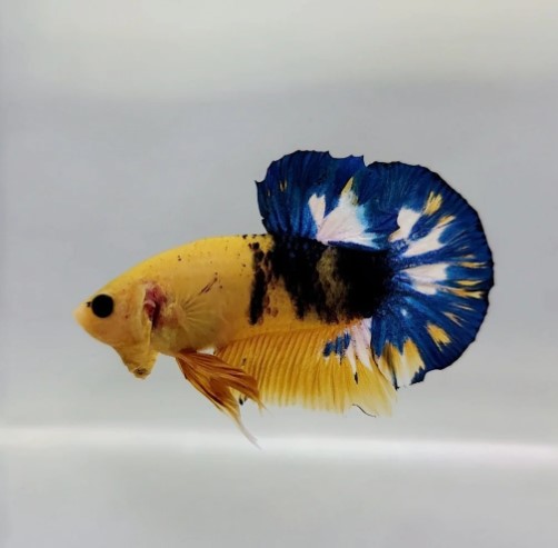 Betta – Helloy boy Yellow male