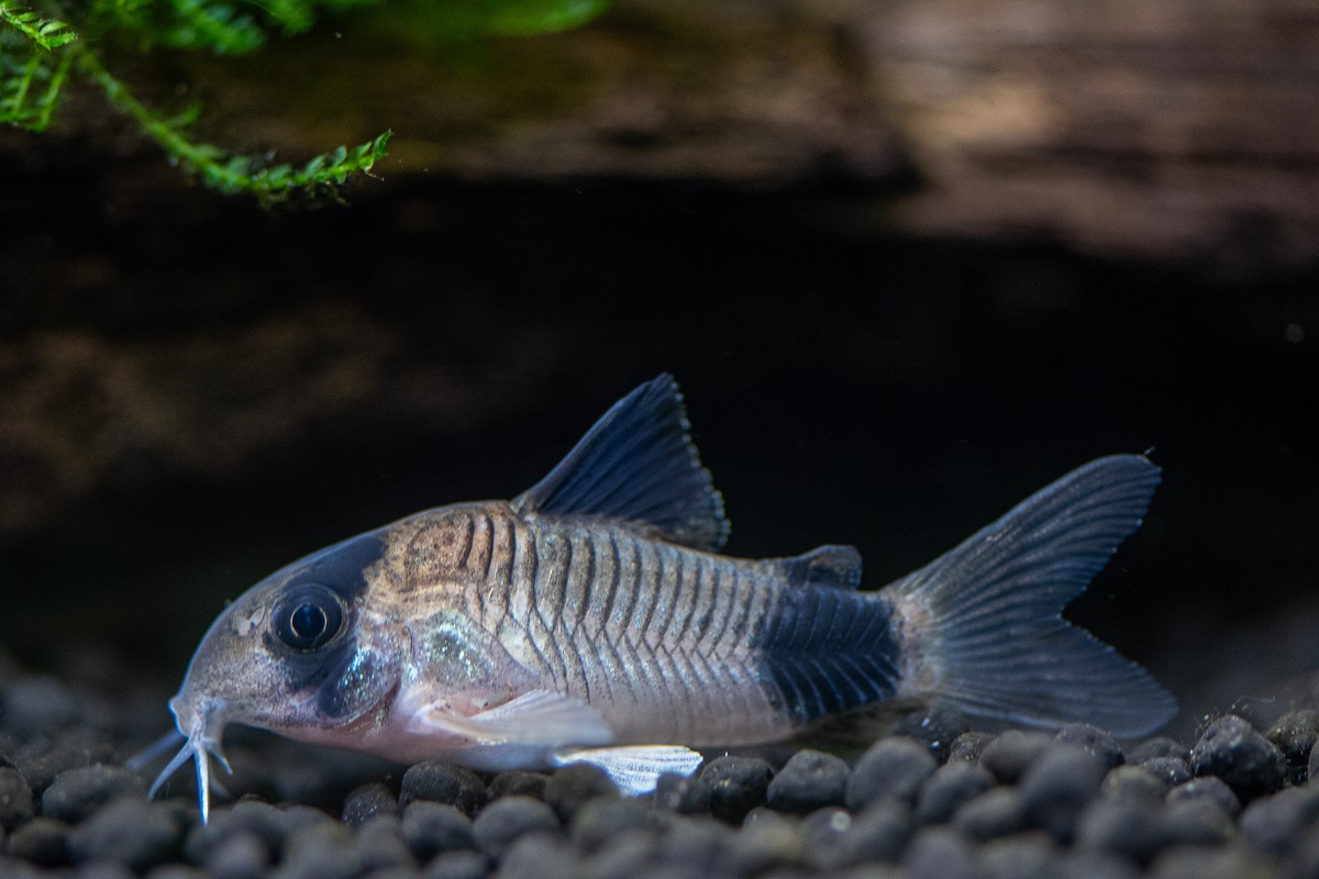 Panda Corydoras