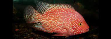 Red Texas Cichlid