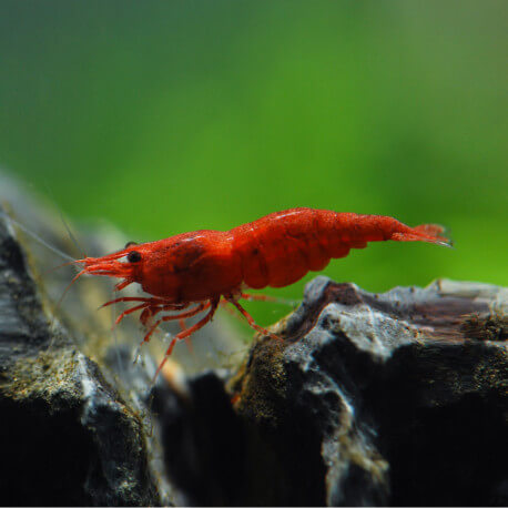 Red fire Shrimp