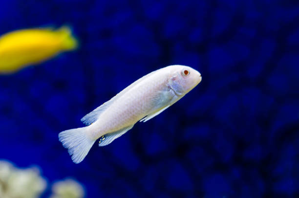 Pseudotropheus Socolofi cichlid fish in aquarium or Pseudotrofeus Pindani in a beautiful transparent aquarium with a blue background. Cichlid in the aquarium