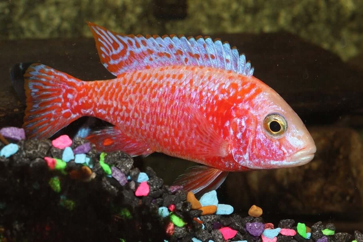 Peacock Super red